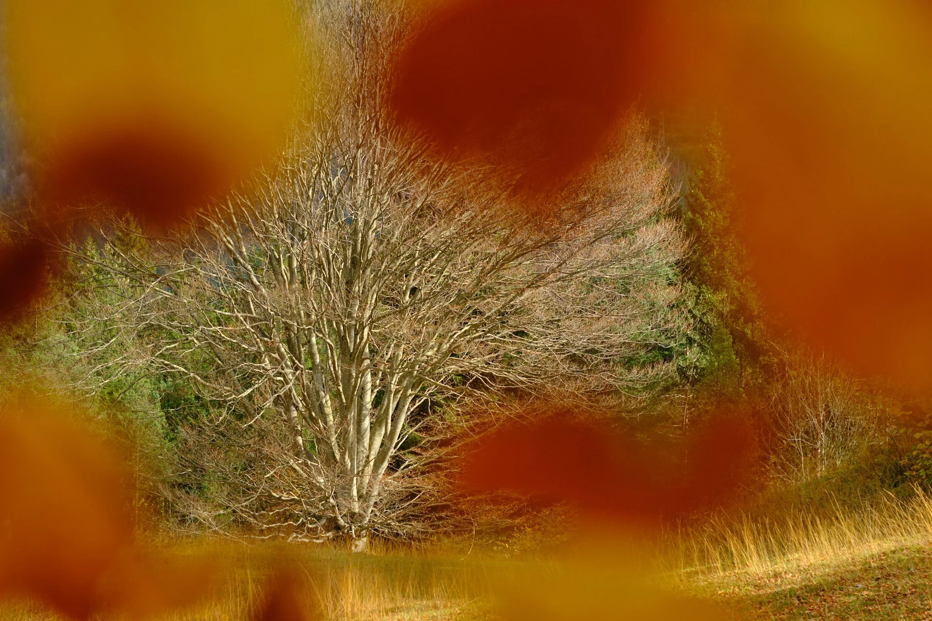 DSCF0813_1920.jpg