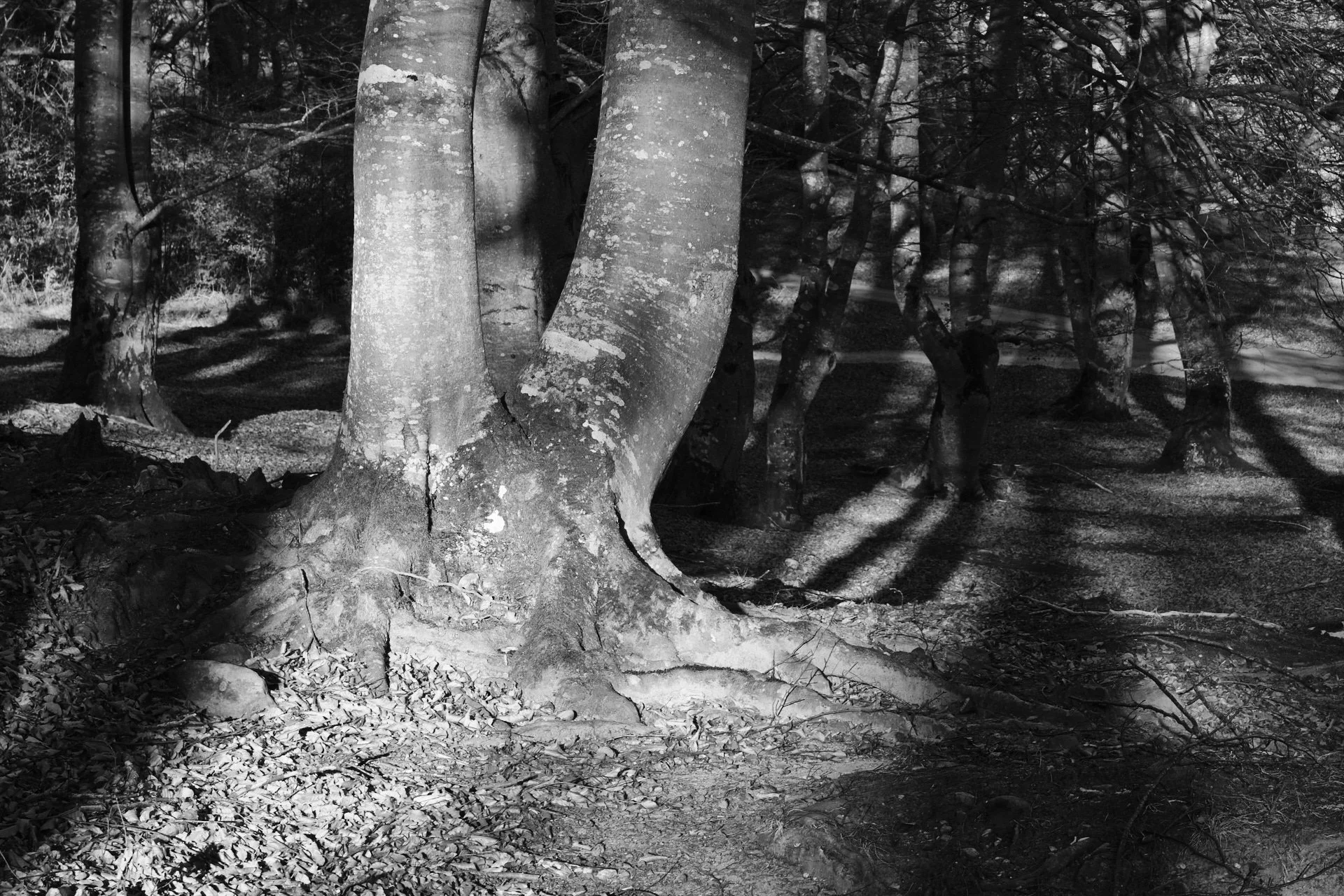 DSCF1443_1920.jpg