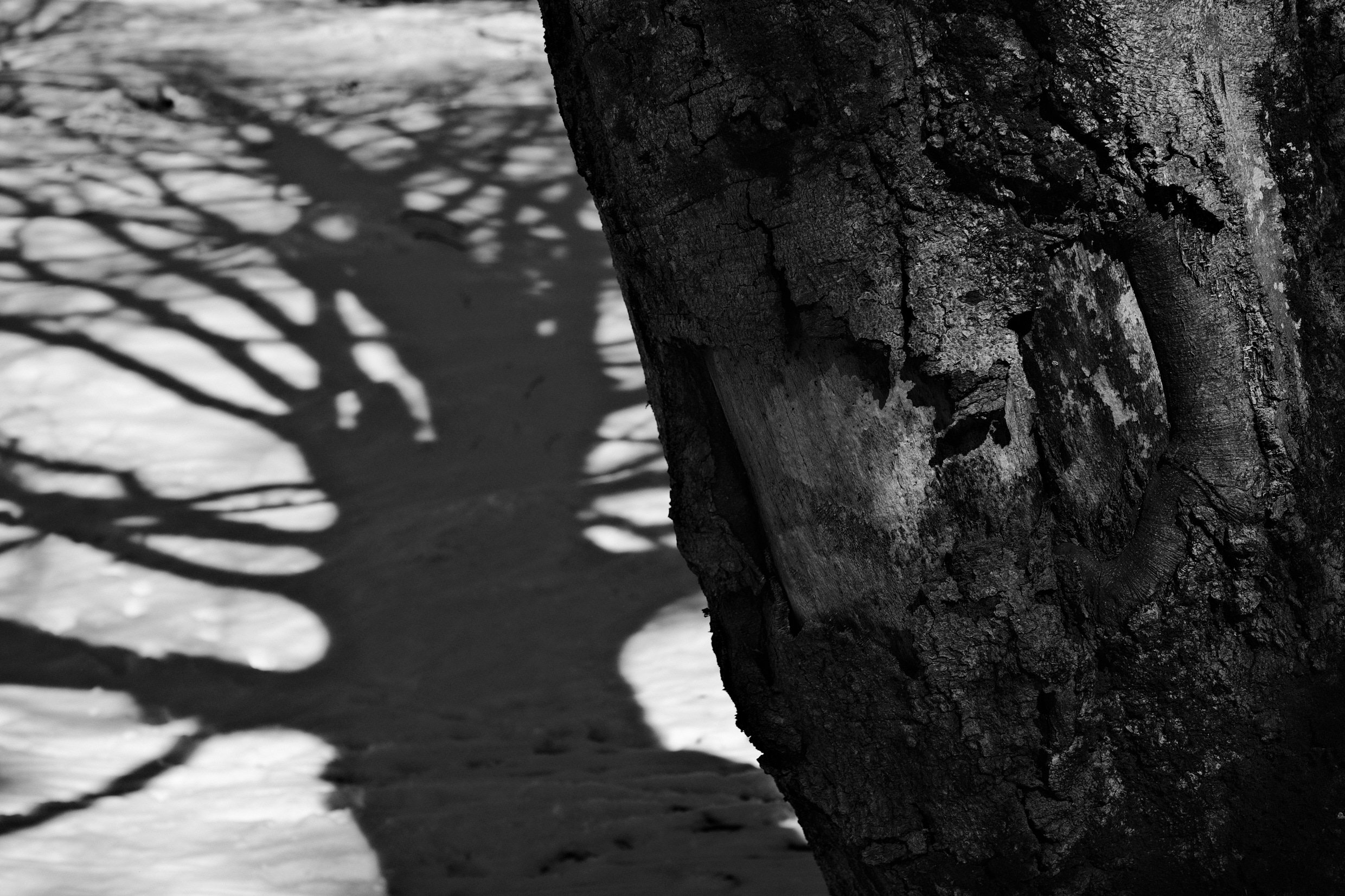 DSCF2954282.jpg