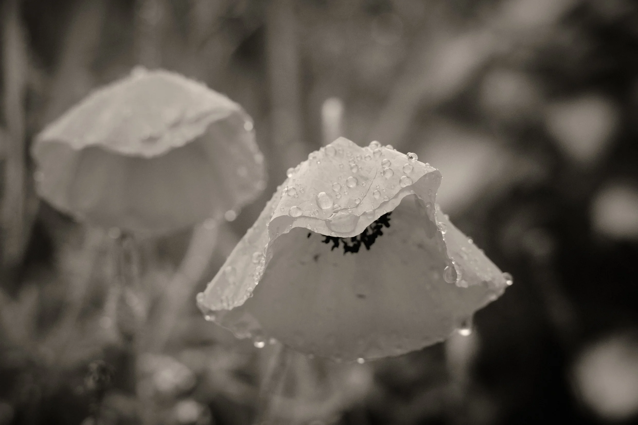 DSCF7402.jpg