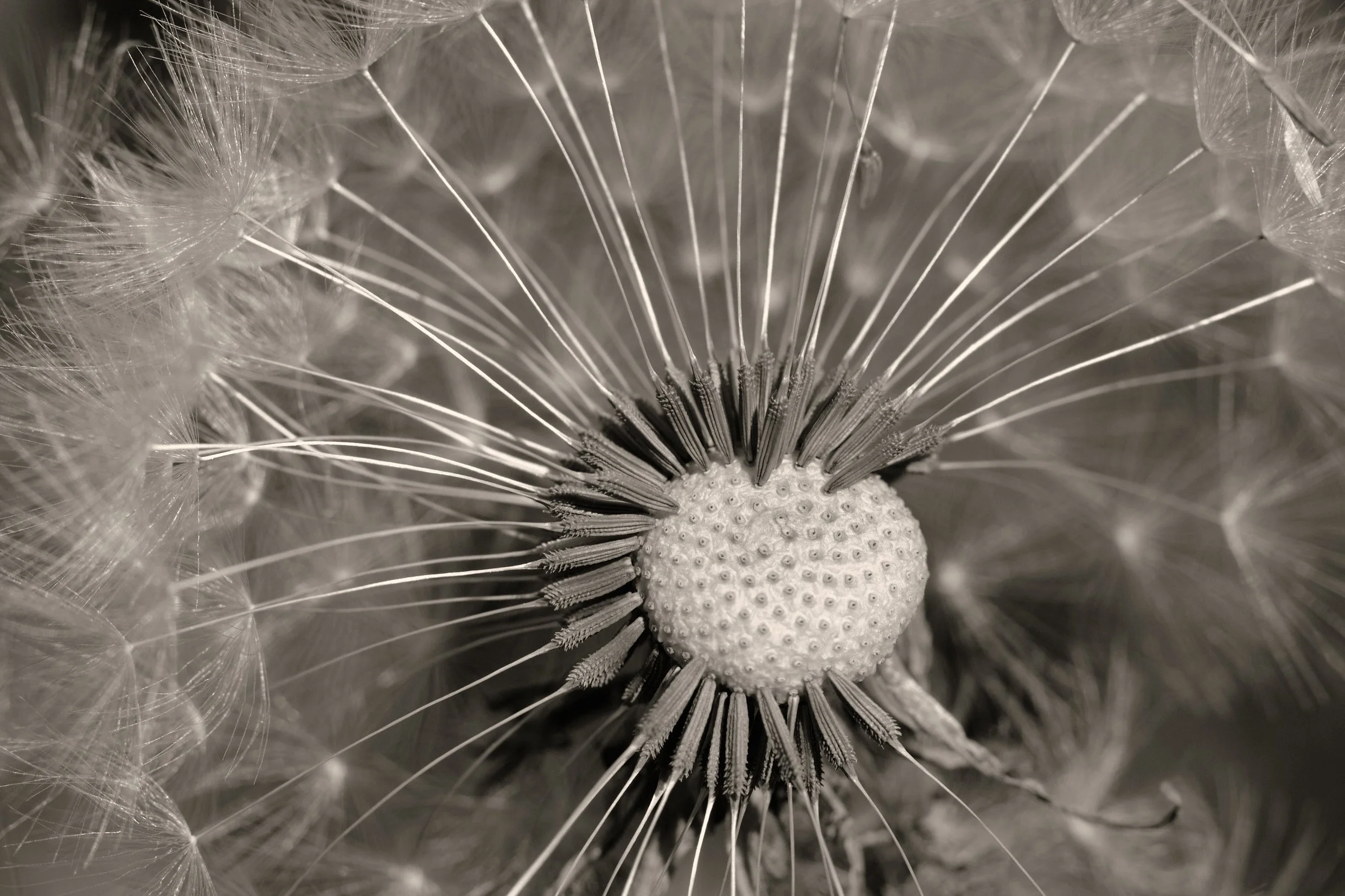 DSCF4561.jpg