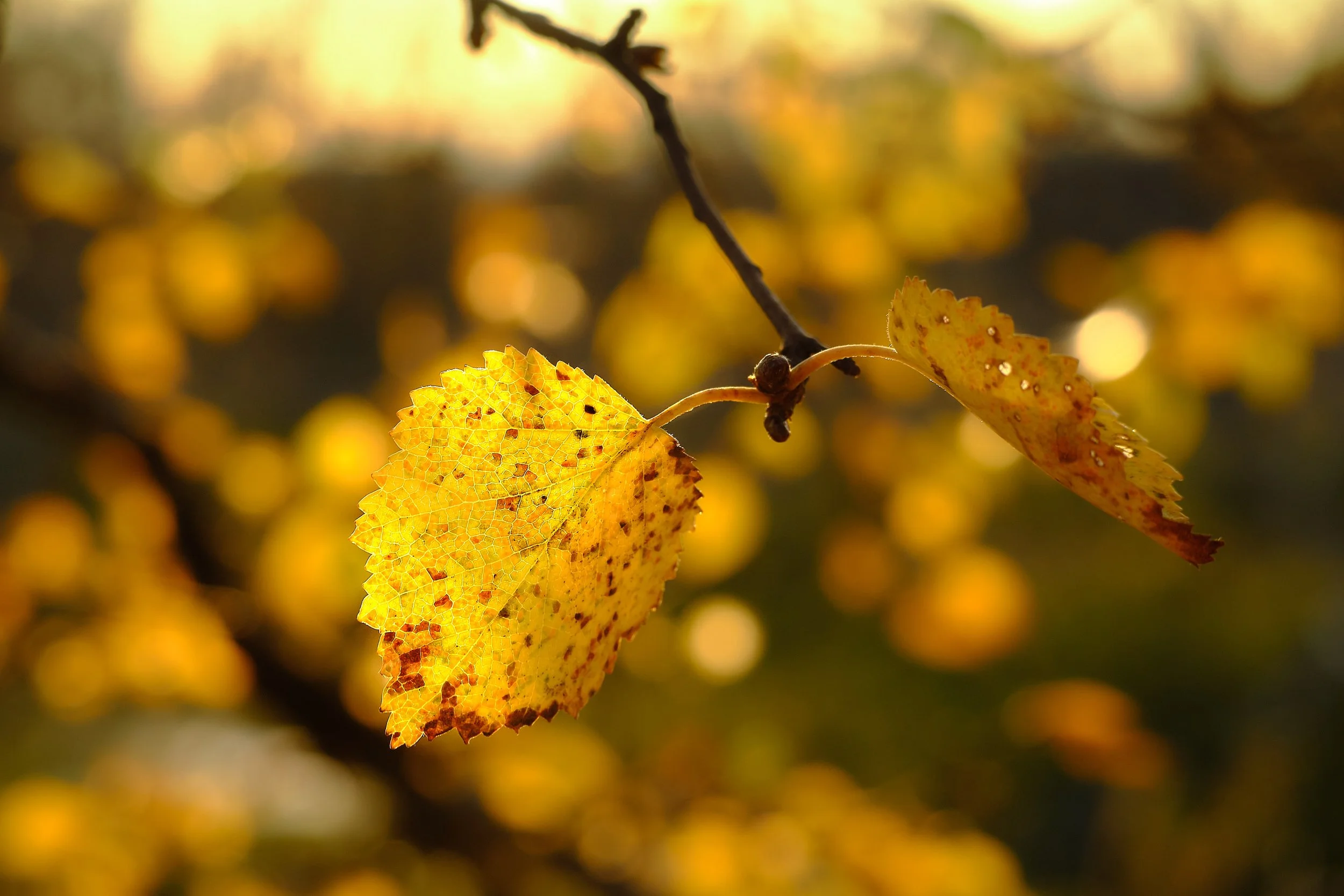 DSCF9445_bg.jpg