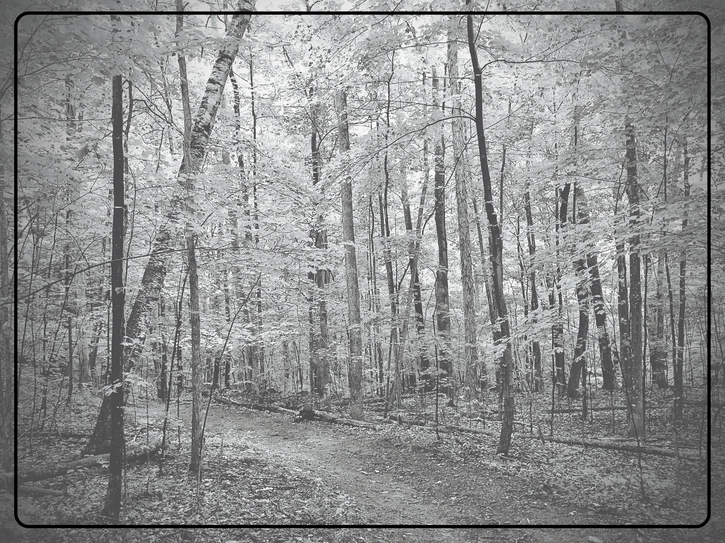 Forest Worship