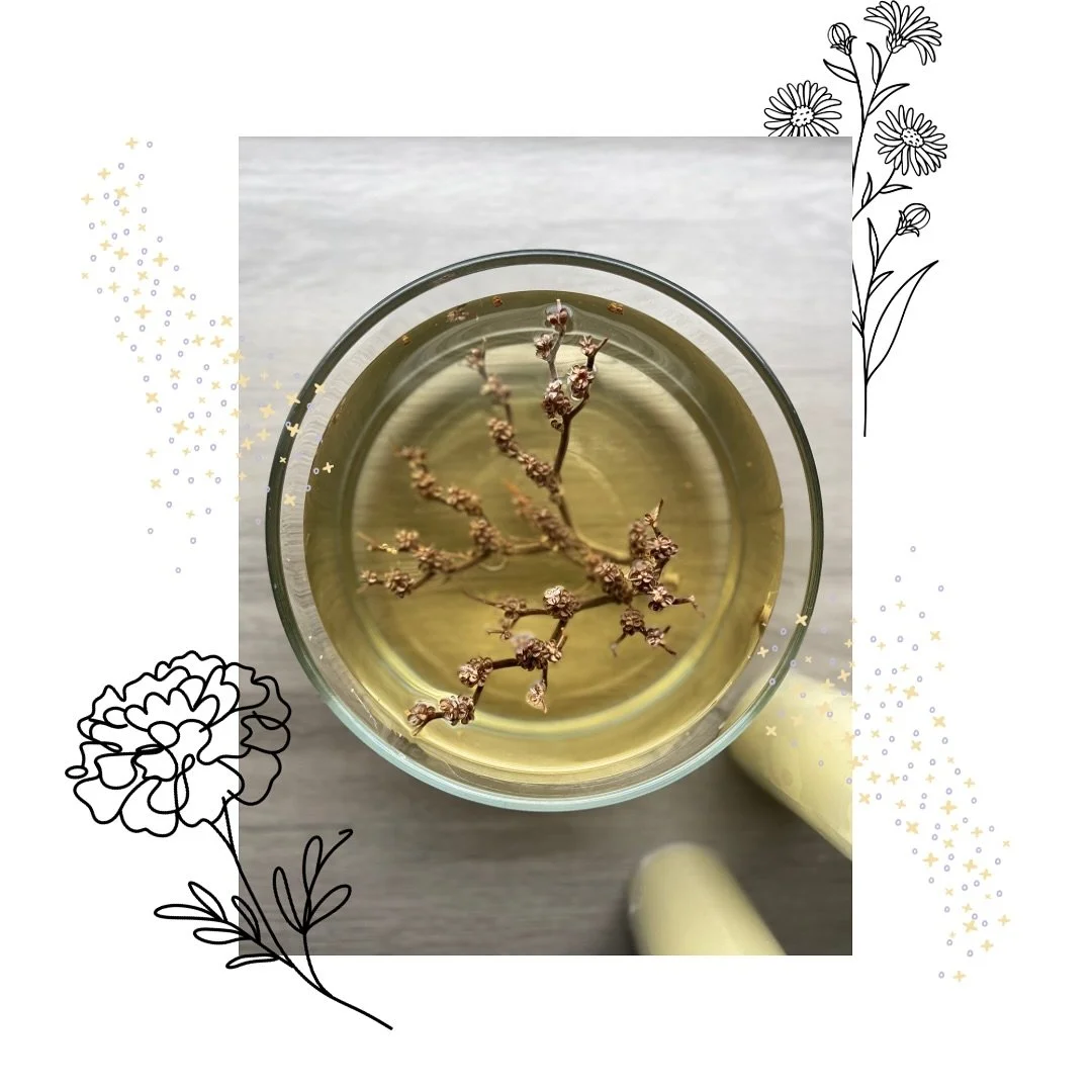 Have you ever seen this plant? It&rsquo;s nicknamed the Hand of Mary.. كف مريم🌿 it&rsquo;s basically Vitex!

This humble desert plant curls inward when dry and blooms open with water, reminding us that even in stillness, life and healing are possibl