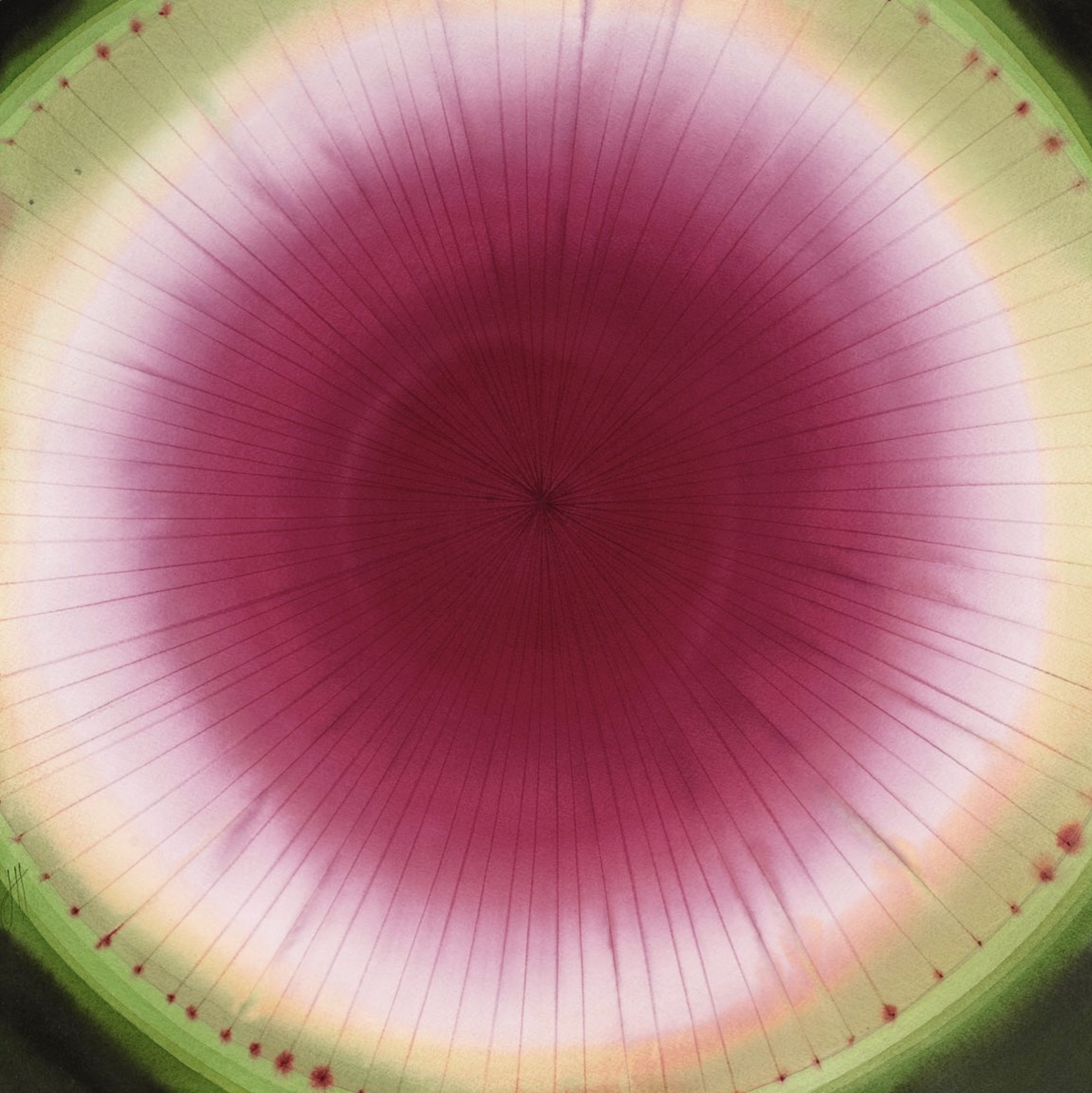 141773 - Watermelon Radish 4 - 22 x 22 - SOLD