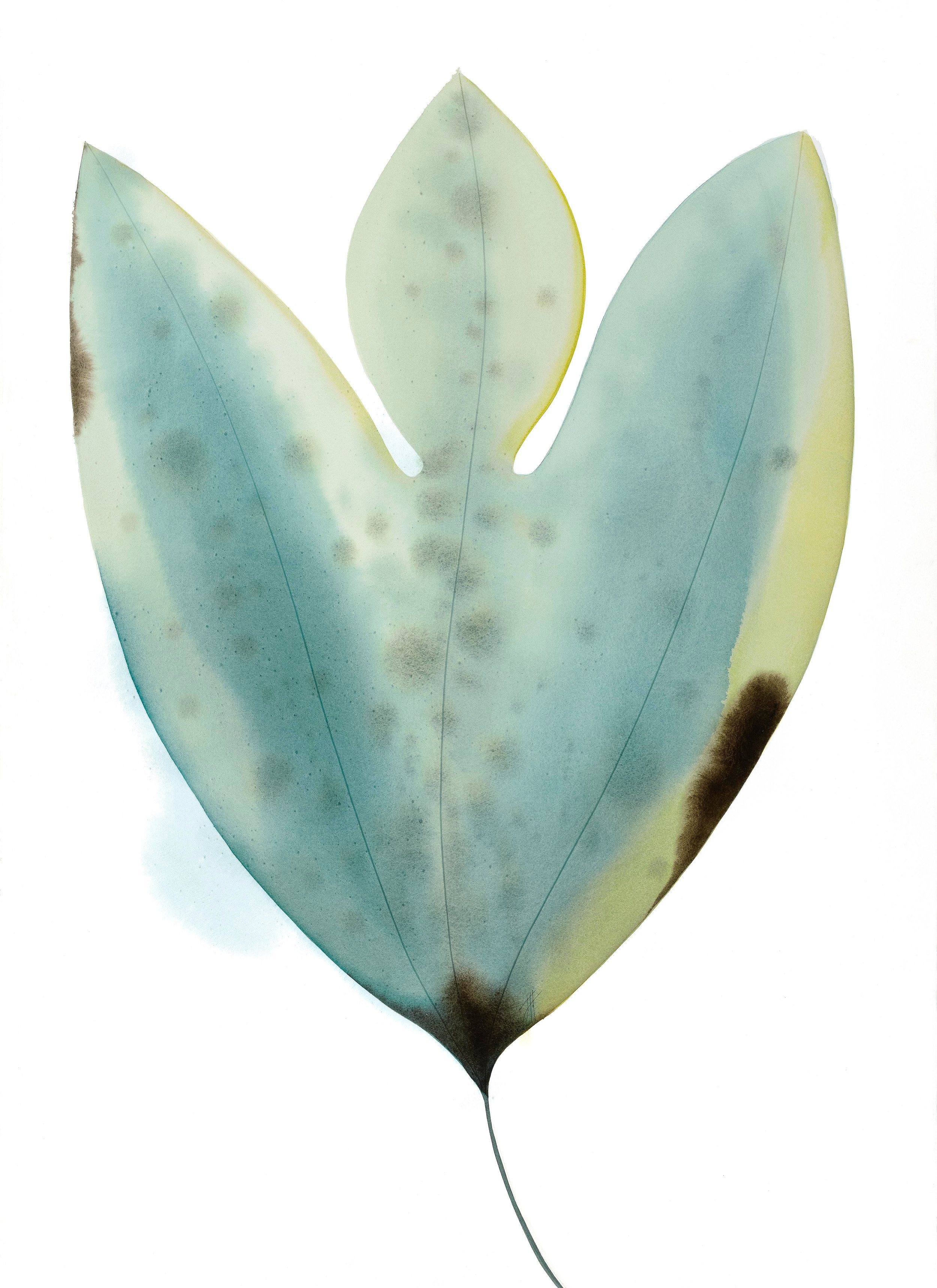 232937 - Found Leaf | Fig - 30 x 40 - SOLD
