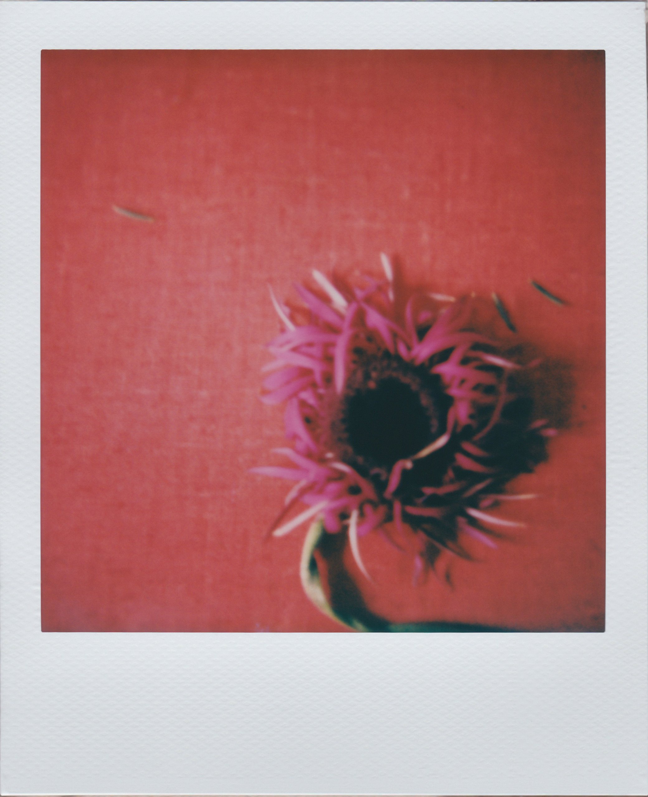 Polaroid_Blumenfür_2021Scan 3bearb 2.jpg