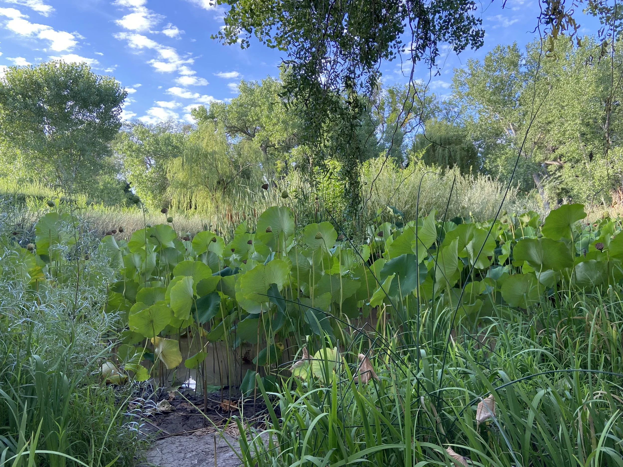 All In My Backyard