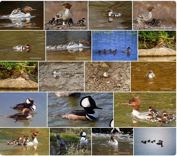 Collection of merganser ducks with ducklings in various water settings.