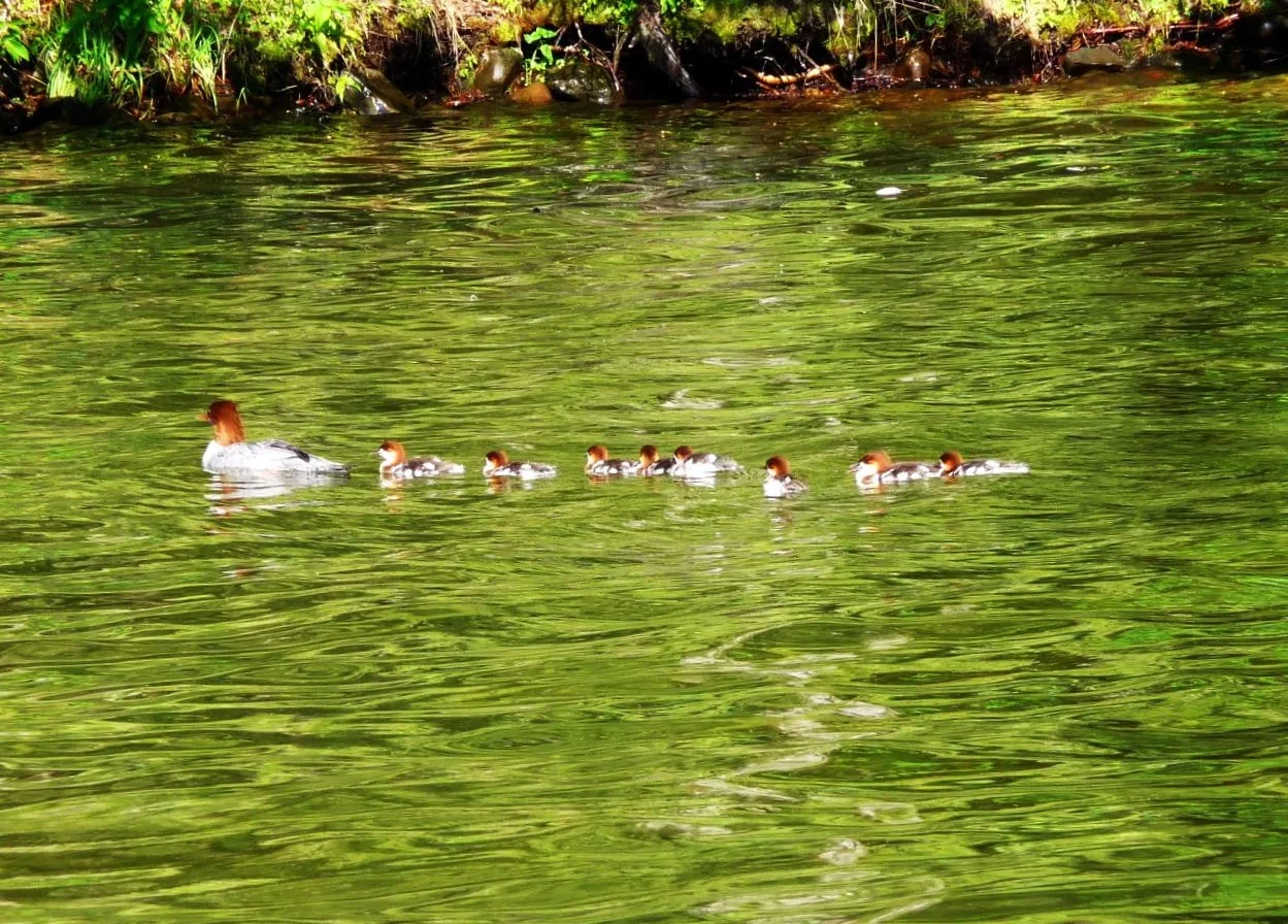 A mother merganser duck with several ducklings swimming on North Twin Lake with green water reflections.