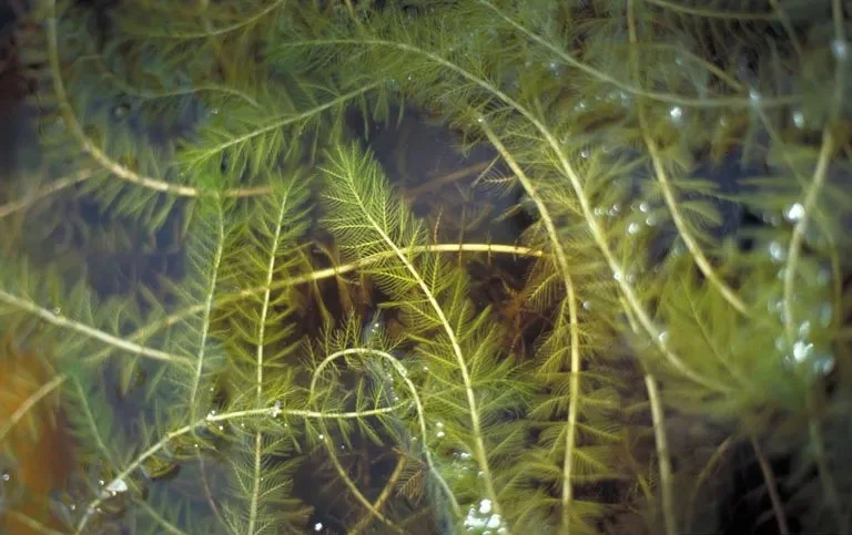 Close-up of Eurasian Water Milfoil on the surface of North Twin Lake.