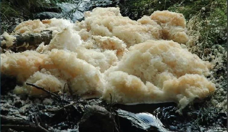 Natural foam formations on the surface of North Twin Lake