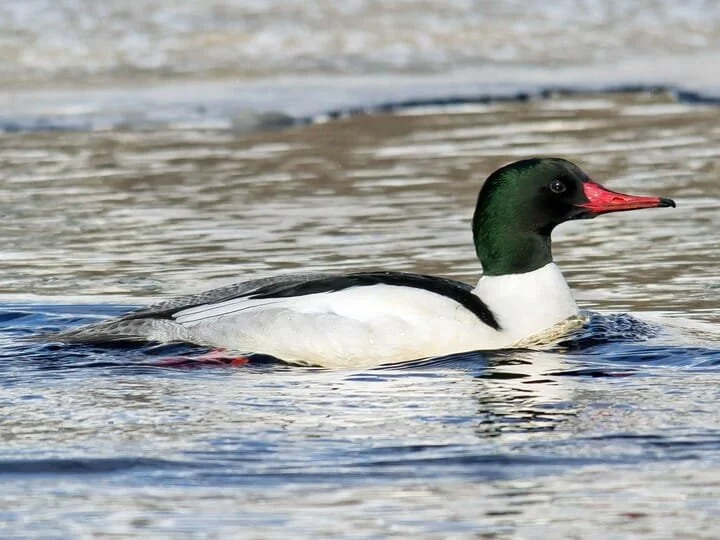 Common merganser swimming in North Twin Lake with a green head and red bill.