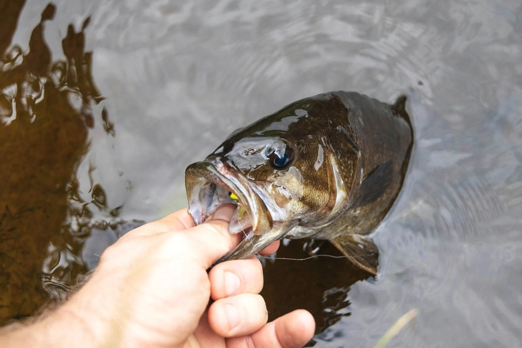 Person holding a smallmouth bass fish near the water's surface.