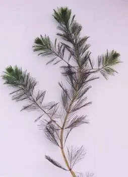 Single branch of Eurasian Water Milfoil.