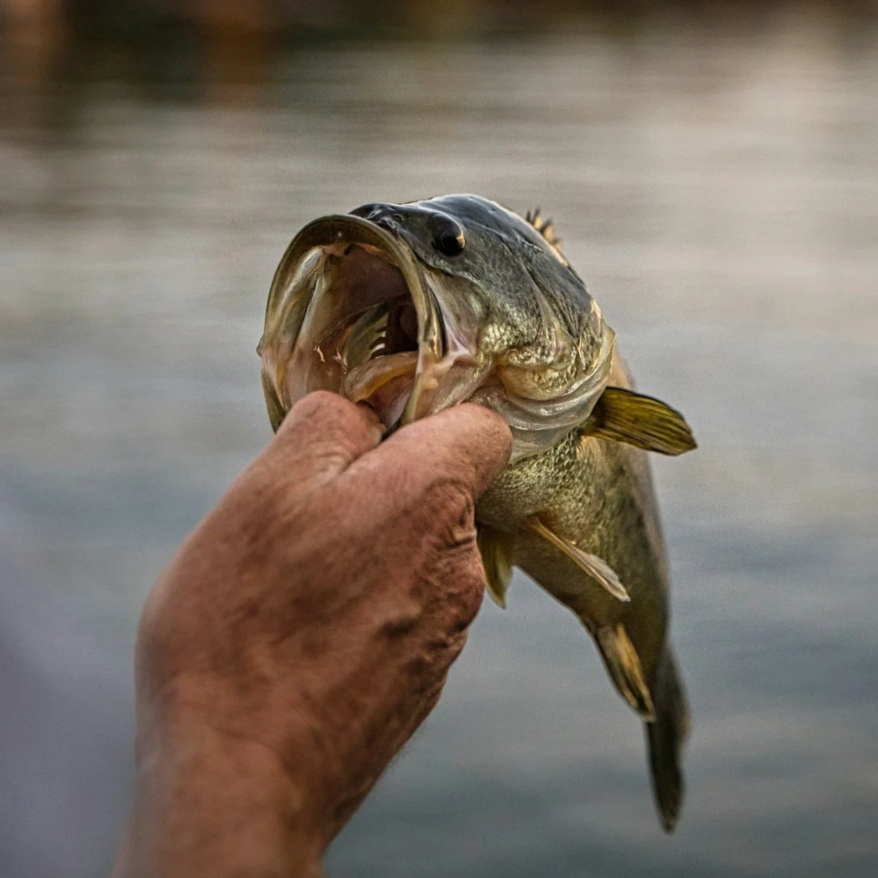 A person holding a largemouth bass fish by the mouth with a blurred water background.