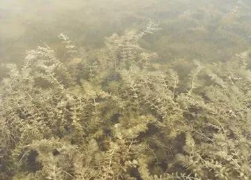 Underwater view of Eurasian Water Milfoil in North Twin Lake.