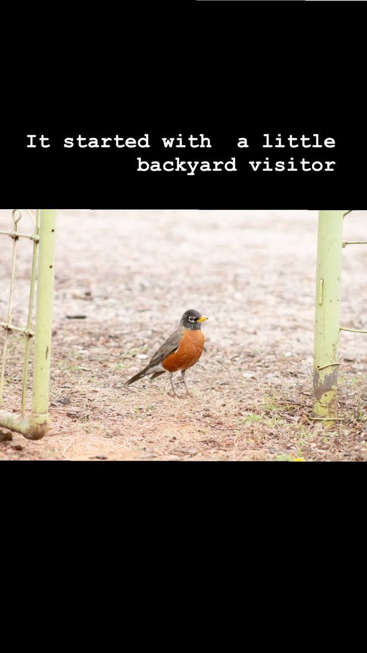 When this curious little visitor graced my backyard last Spring, I knew a new piece would eventually be in the works. It was such a joyful moment to watch him explore and see his inquisitive gaze. What a great way to start 2025 by revisiting that exp