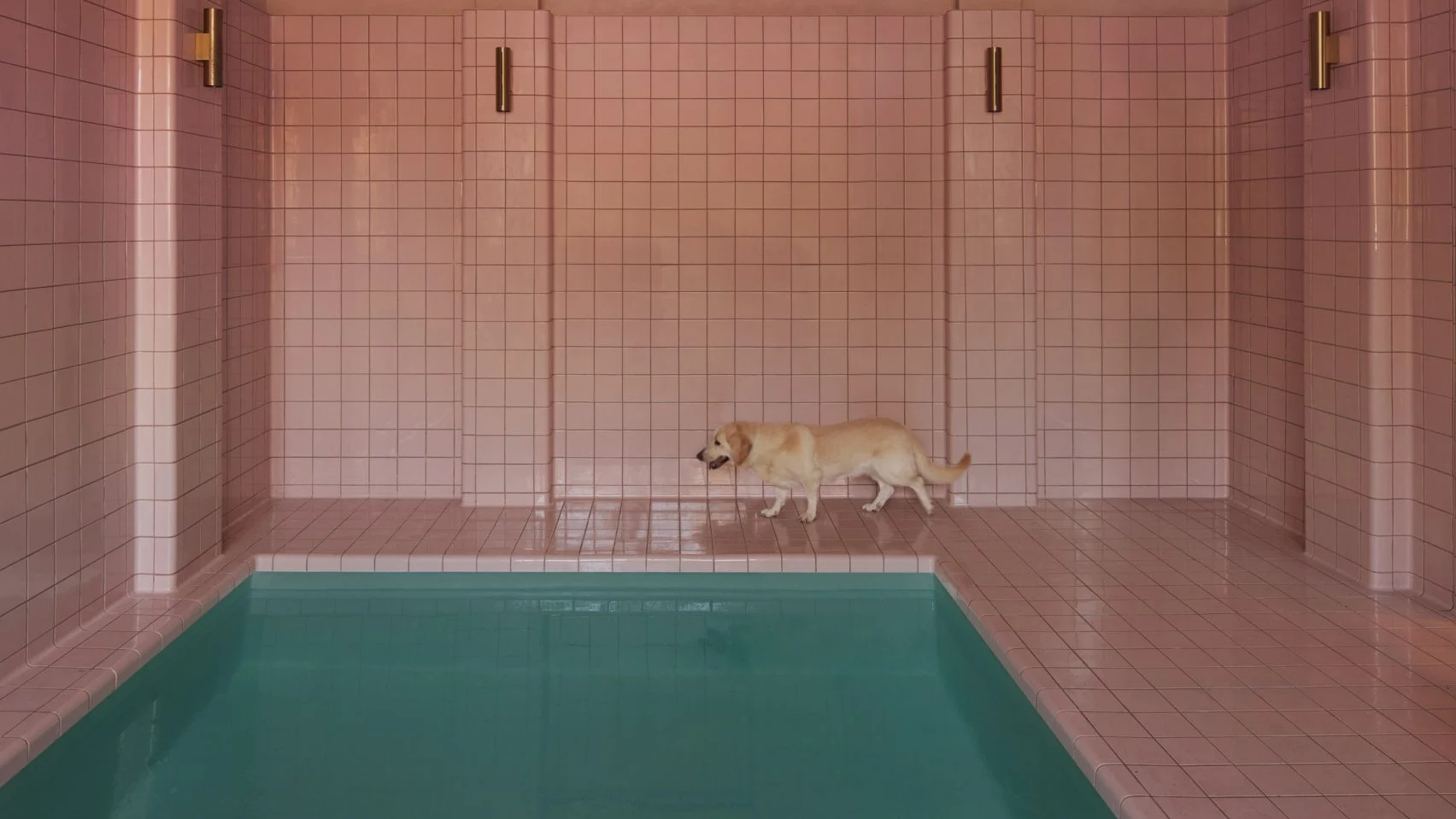 king-animal-hospital-kelly-wearstler-hero-1704x959.png