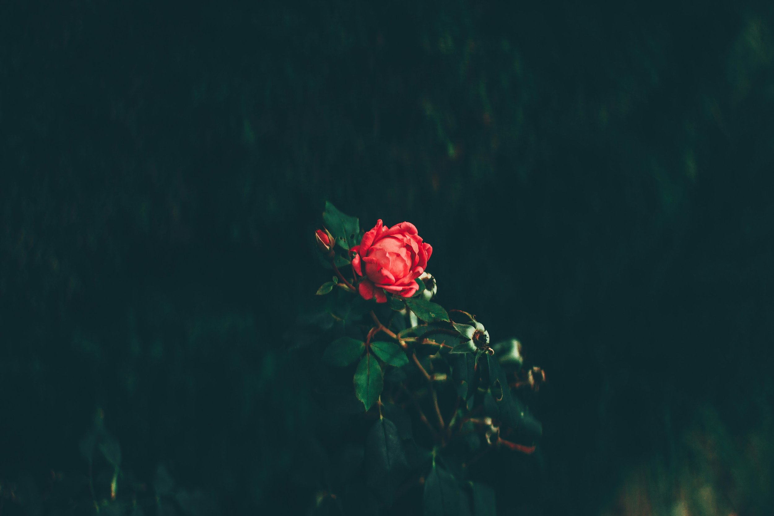 IMG_2456.jpeg
