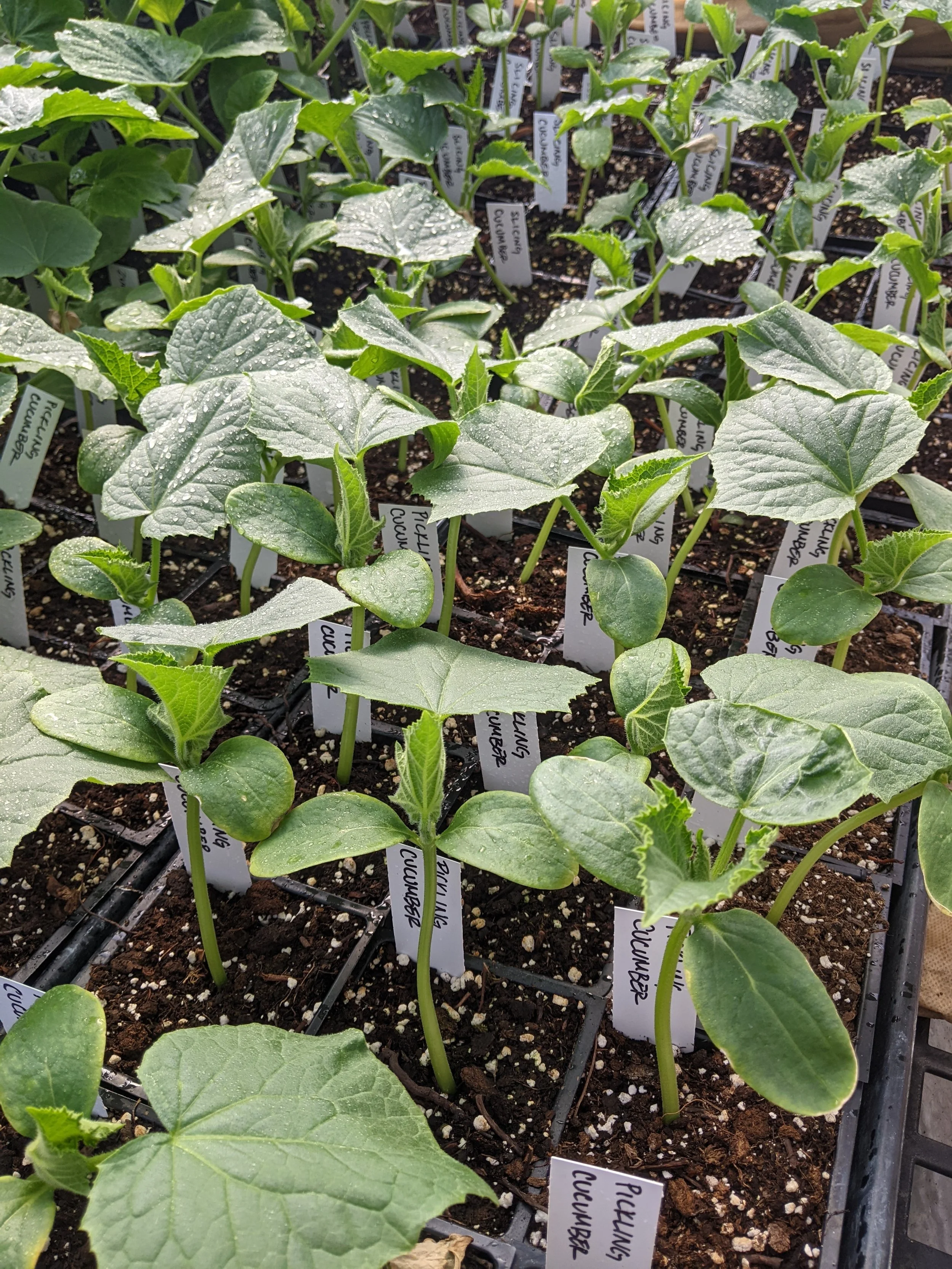 “You got ’em, now you gotta plant ’em!”