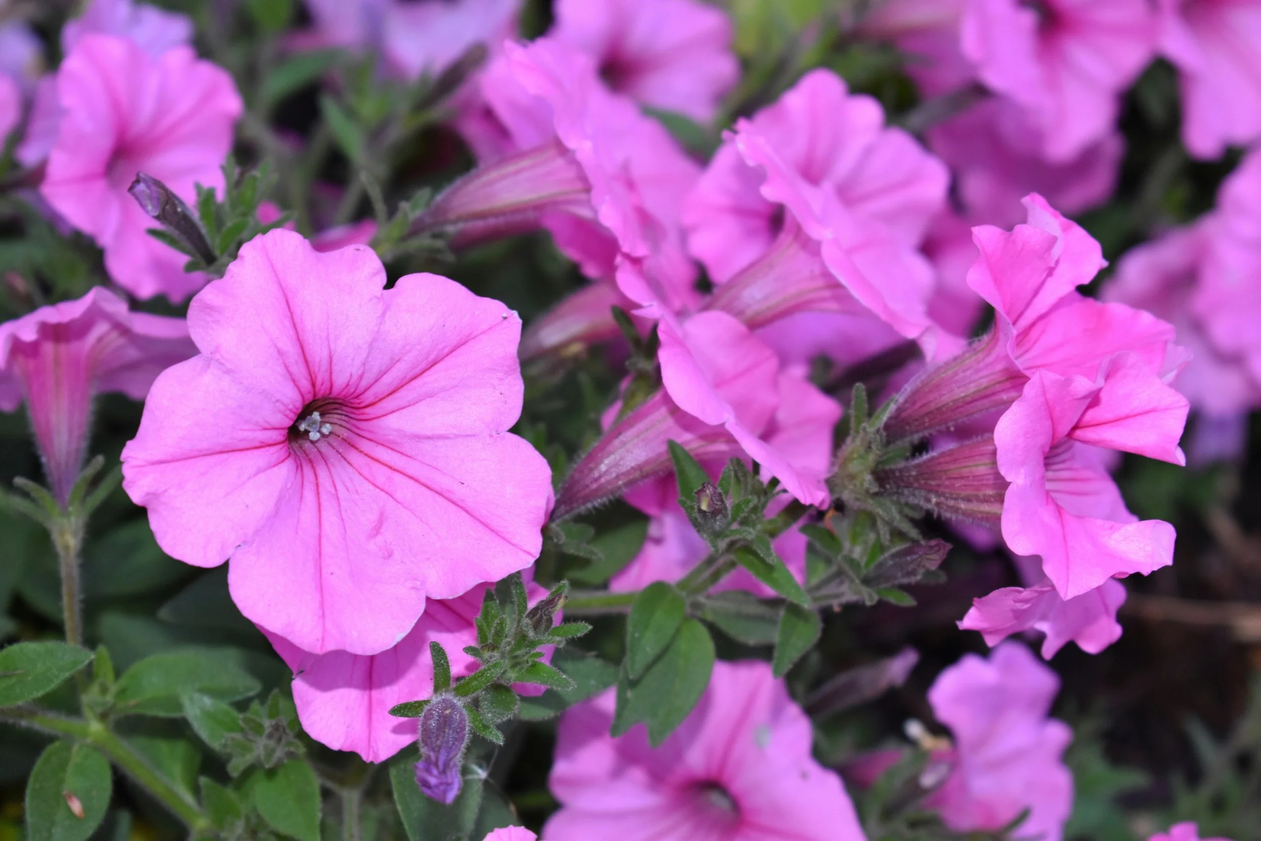 Soil, Size, and Watering: Guidelines for Successful Potted Plants