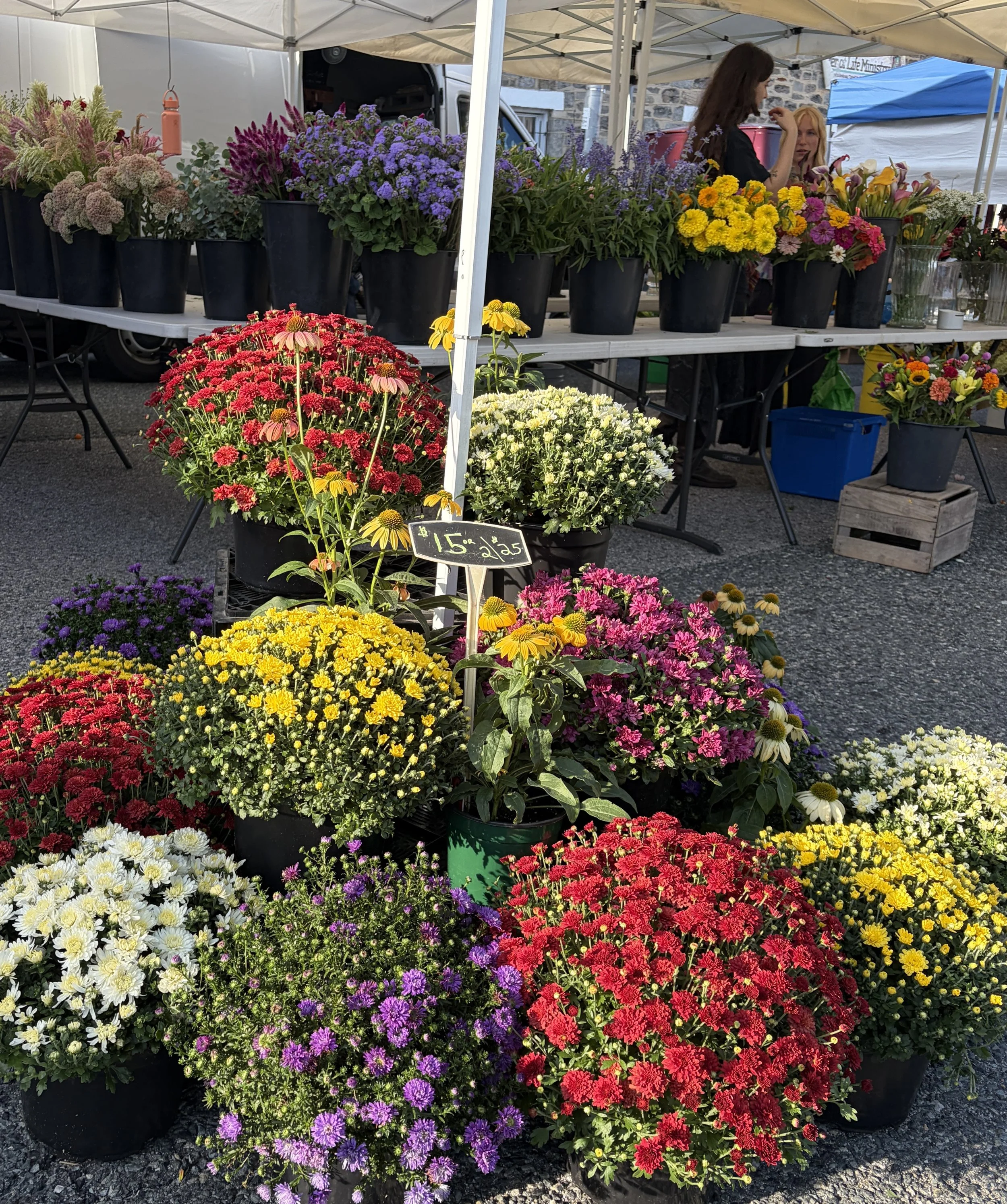 What Makes Plants Flower?