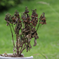 Post-Freeze Plant Recovery Tips