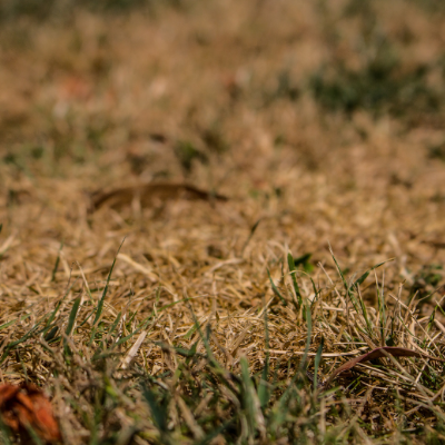 Jacksonville’s Historic Drought: What Homeowners Need to Know