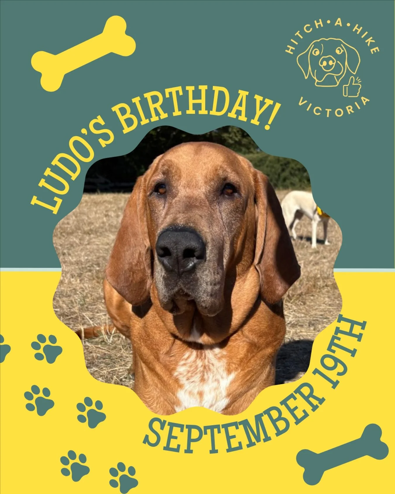 Everybody say happy 5th birthday to Mr. Ludo! He&rsquo;s one of the biggest boys in our pack, and we love his hound dog energy! 🐕

Want your pet to get a birthday (or gotcha day) shoutout from us? Head onto the @petpocketbook app to update your pup&