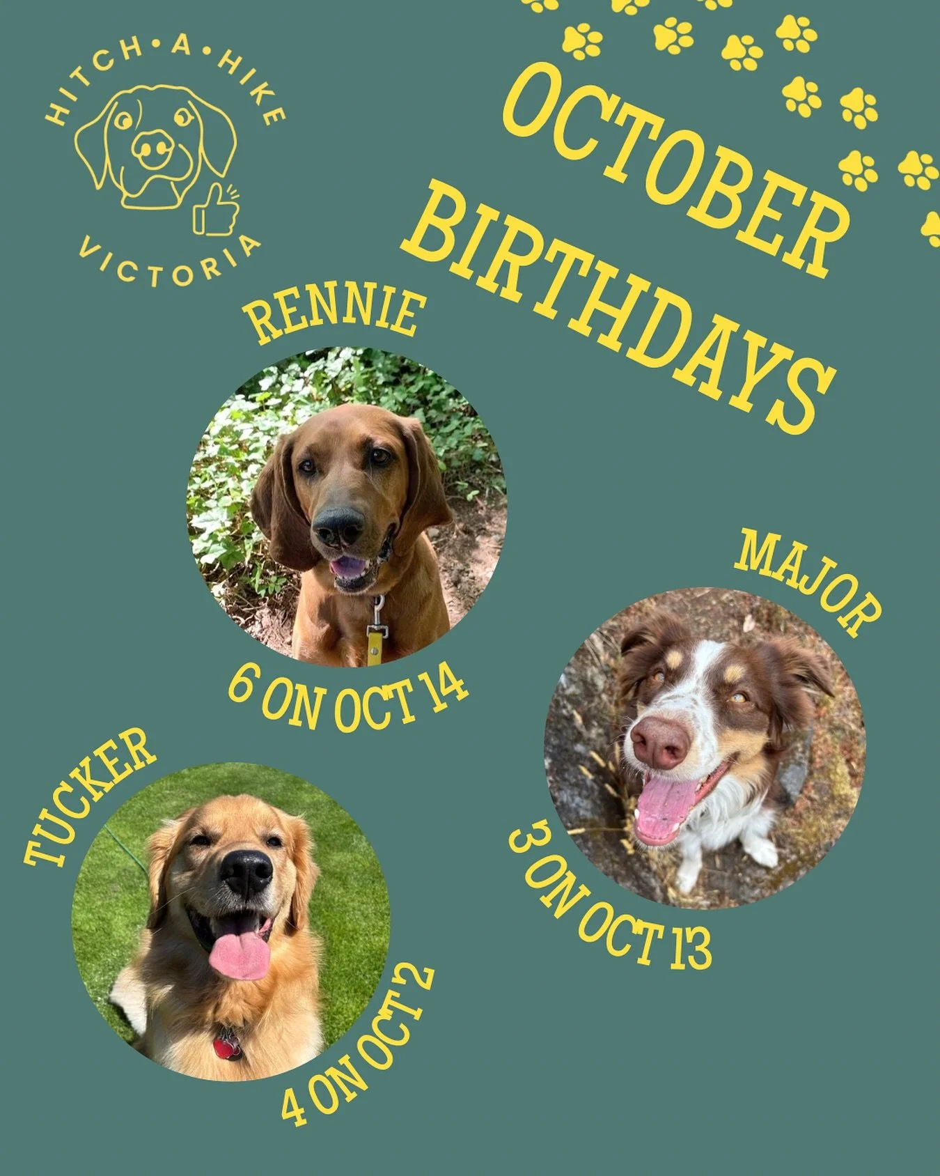 Happy October! Three of our amazing pups have birthdays this month - Rennie, Major and Tucker. 

Each of these dogs have big and unique personalities and we love having them in our pack! Give them a big birthday shoutout below 👇🏼🎂