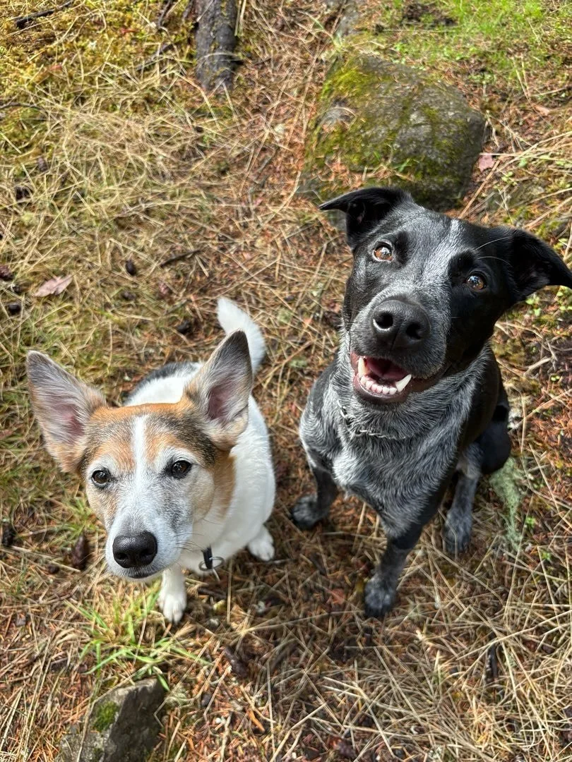 We&rsquo;re calling this one: Harper &amp; Friends! 

Swipe to the end for a little giggle 🤣