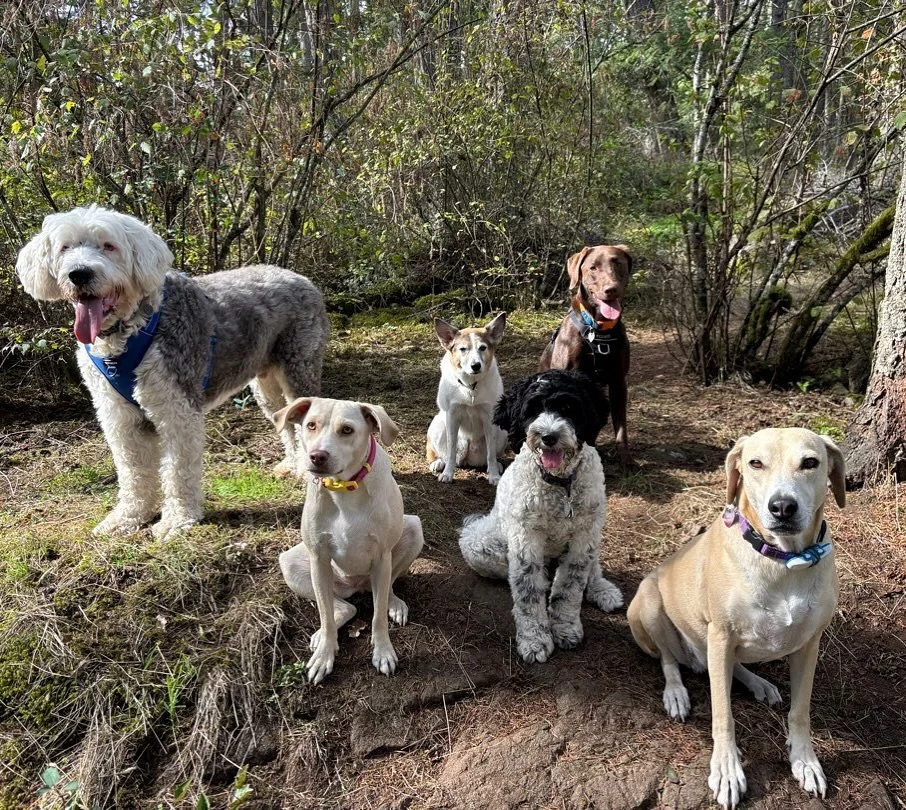 Happy thanksgiving from this group of absolute turkeys! 😂🐶🦃

No walks tomorrow for the holiday. Make sure to book your next walk on @petpocketbook though!