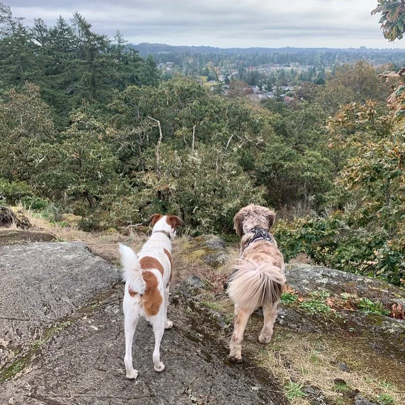 Just us and your pups enjoying the nature views 🌳☀️

What do you think Major has his eye on in the last pic??