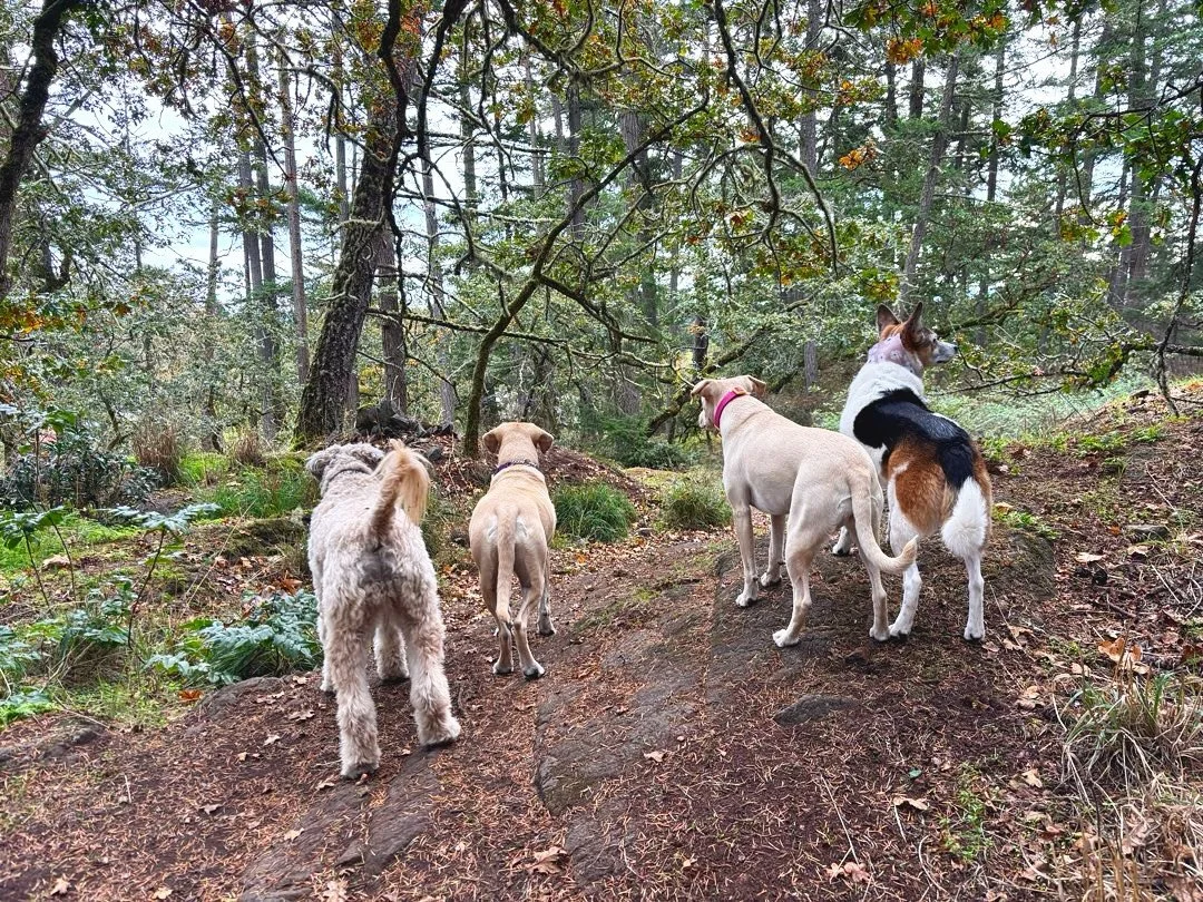 Happy Saturday! Have you logged onto @petpocketbook recently? 

Just your weekly reminder to request your walks on the app in advance 🙏🏼