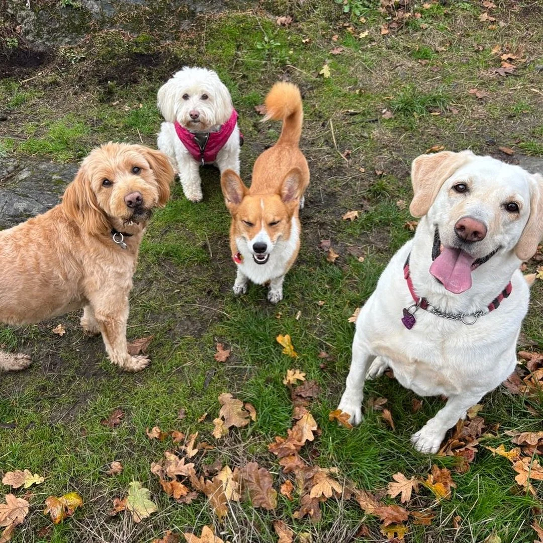 Recent pic round up! 

Do you love the report card pics on @petpocketbook as much as we do? They&rsquo;re not always Instagram worthy but it&rsquo;s exciting to get to share the hikes with each of our pet parents. 

Anyways here&rsquo;s some cute sol