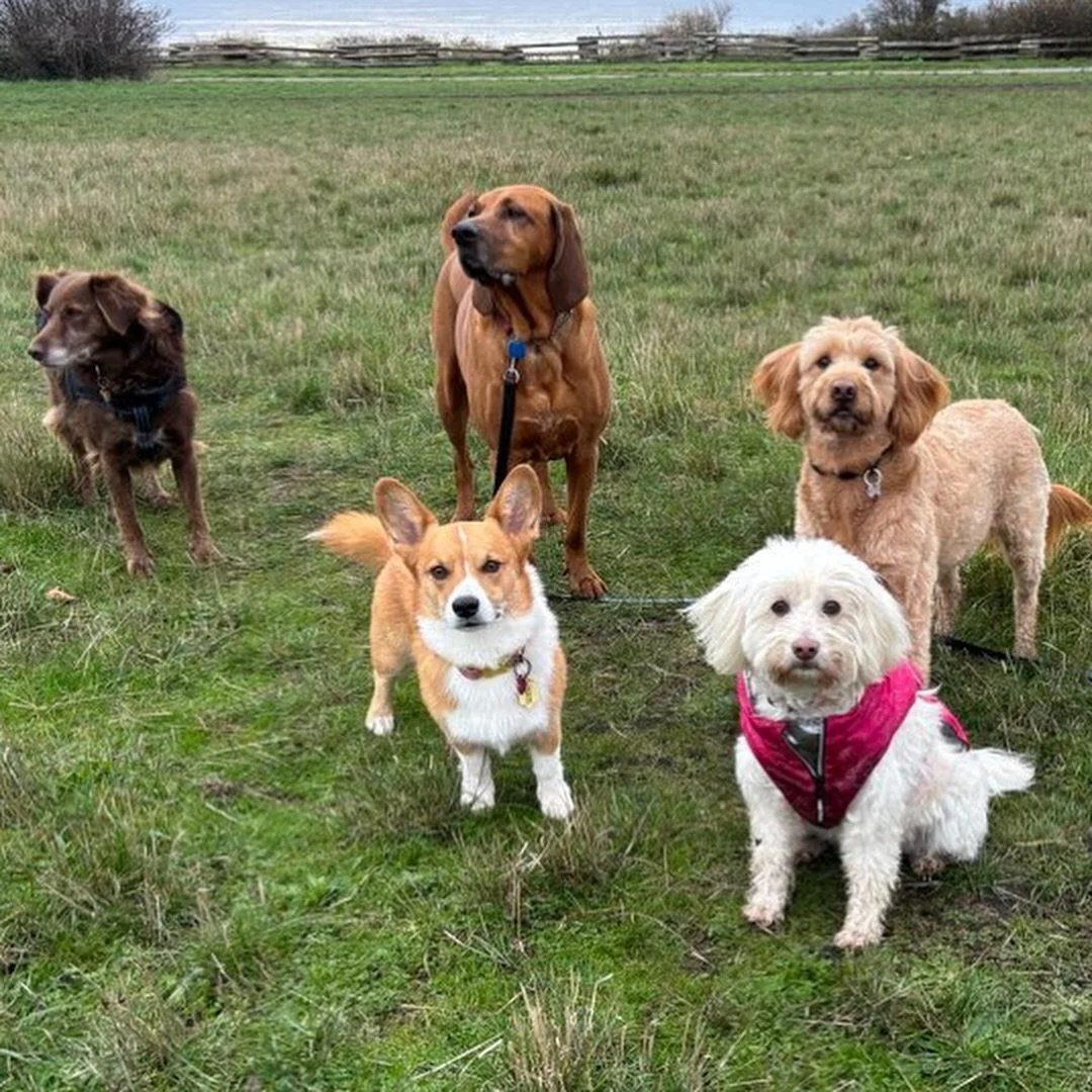 A rainy weekly roundup 🌧️

Some pups love the rain, and others hate it - just like us! But at Hitch-A-Hike, we go out rain or shine! 

We all had some good romps and sniffs this week. It&rsquo;s sooo cute to see the dogs delevop relationships with e