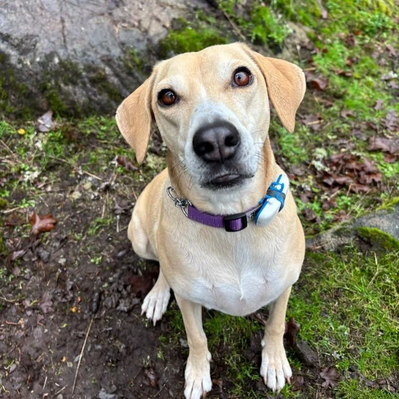 It&rsquo;s been a wet one out there this week but that doesn&rsquo;t stop us from having fun! 🌧️☔️💧

Did you know that the rain really elevates your dogs sniffing experience? Moisture in the air holds scent particles longer and traps smells close t