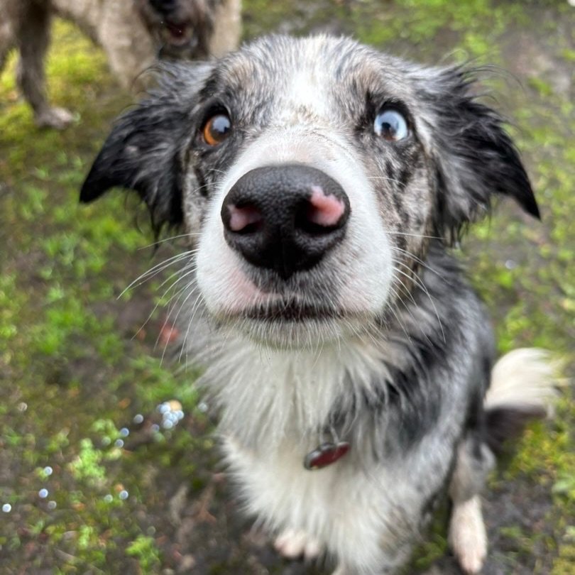 Raise your paw if you&rsquo;re the cutest dog in the universe!
*everyone raises their paw* ✋🏼🐶

Happy Saturday from the pack!