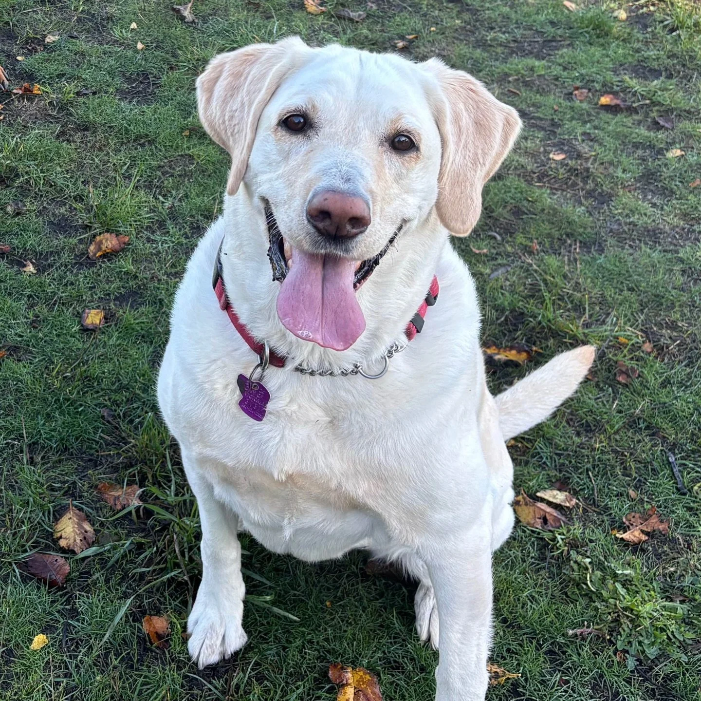 Smiley Suki is here to brighten your dreary day! She never fails to give the biggest smiles for the camera, and her happy go lucky energy always radiates amongst the pack. 

Next&hellip;we&rsquo;re thinking Ludo action shots?? 😂