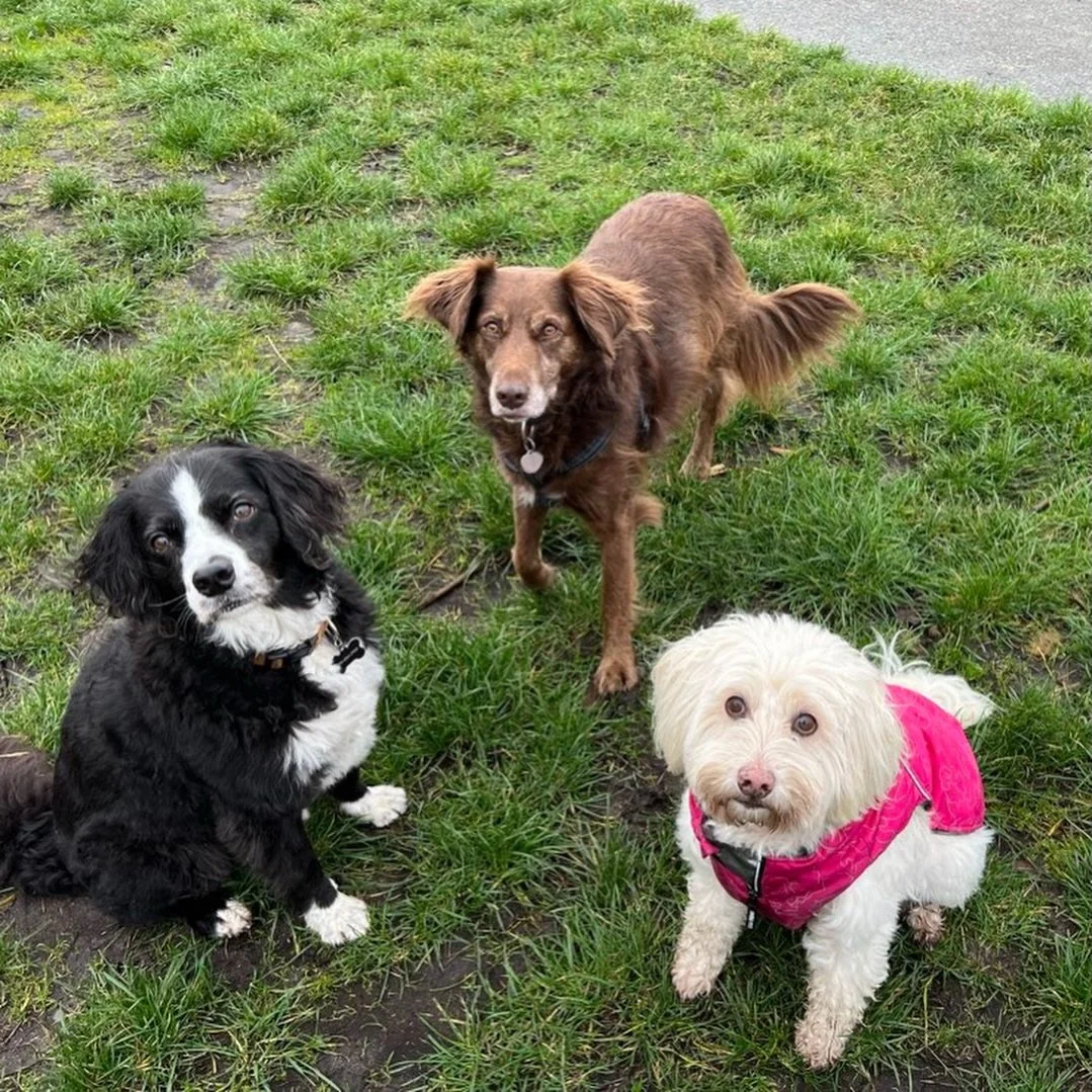 Fun times were had last week! We&rsquo;re back to a full staff this week with a packed schedule. Can&rsquo;t wait to see what kind of sniffs and plays these guys get into over the next few days 🐶🐾