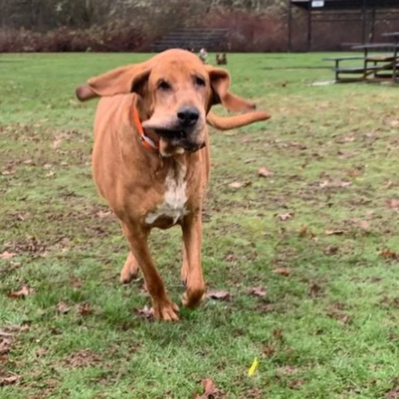Ludo in action 💥

This big and floppy guy is one of our resident hound dogs, and man do we love a hound in motion! 

He&rsquo;s not always the fastest of the group, but Ludo still loves to join in on play time and gets along well with dogs both big 