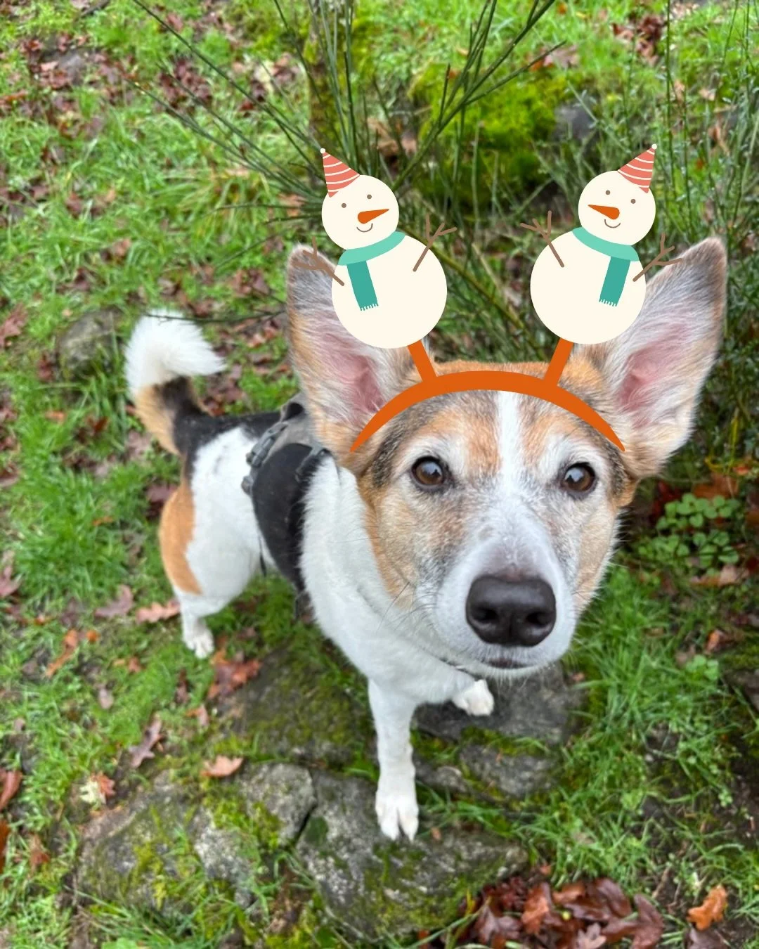 Happy holidays from us and ours to you and yours! The last few walks before Christmas are happening today 🤩 (no walks Dec 24,25,26 and Jan 1,2)

Thank you so much for your support and trust this year! It&rsquo;s been a blast getting to walk these do