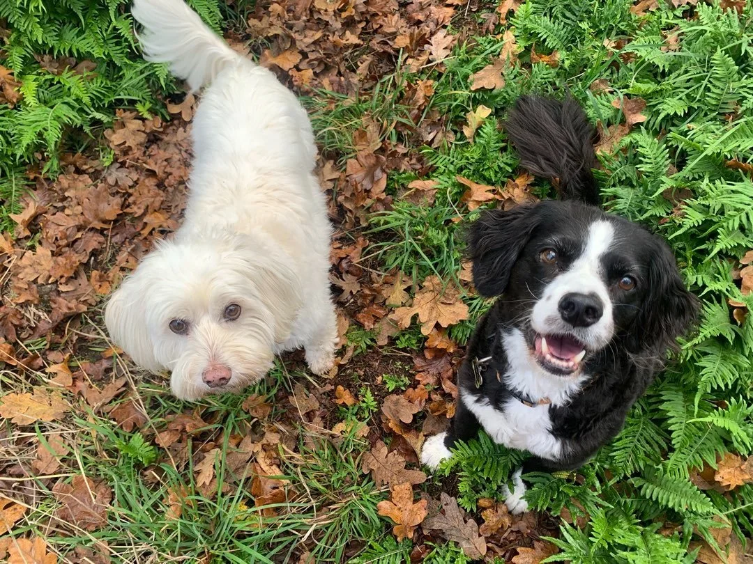 Happy new year! Here at Hitch-A-Hike, things are back in full swing this week with lots of hikes and adventures ahead. 

Don&rsquo;t forget to log onto @petpocketbook to book your walks! Did you know you can update your pups information in there too?