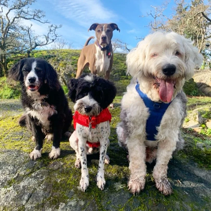 Every time we get more than 2 dogs to look at the camera at the same time&hellip;it feels like such a win!! 📸 Dog photography is not for the weak so shoutout to the walkers who get the shot every time! 

Check out these rambunctious cuties - Kenzo g