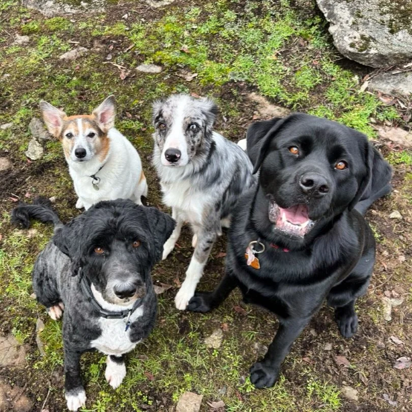 TGIF! Our job is done and the pups are tired! 

Your turn to take them on an adventure this weekend! 

Where&rsquo;s your favourite weekend hike spot? ☀️
