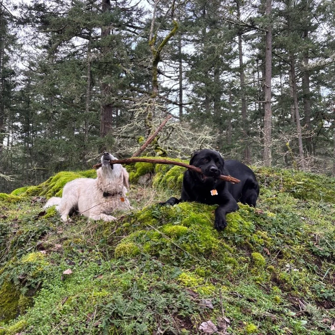 I think the dogs are having fun so far this week 😎