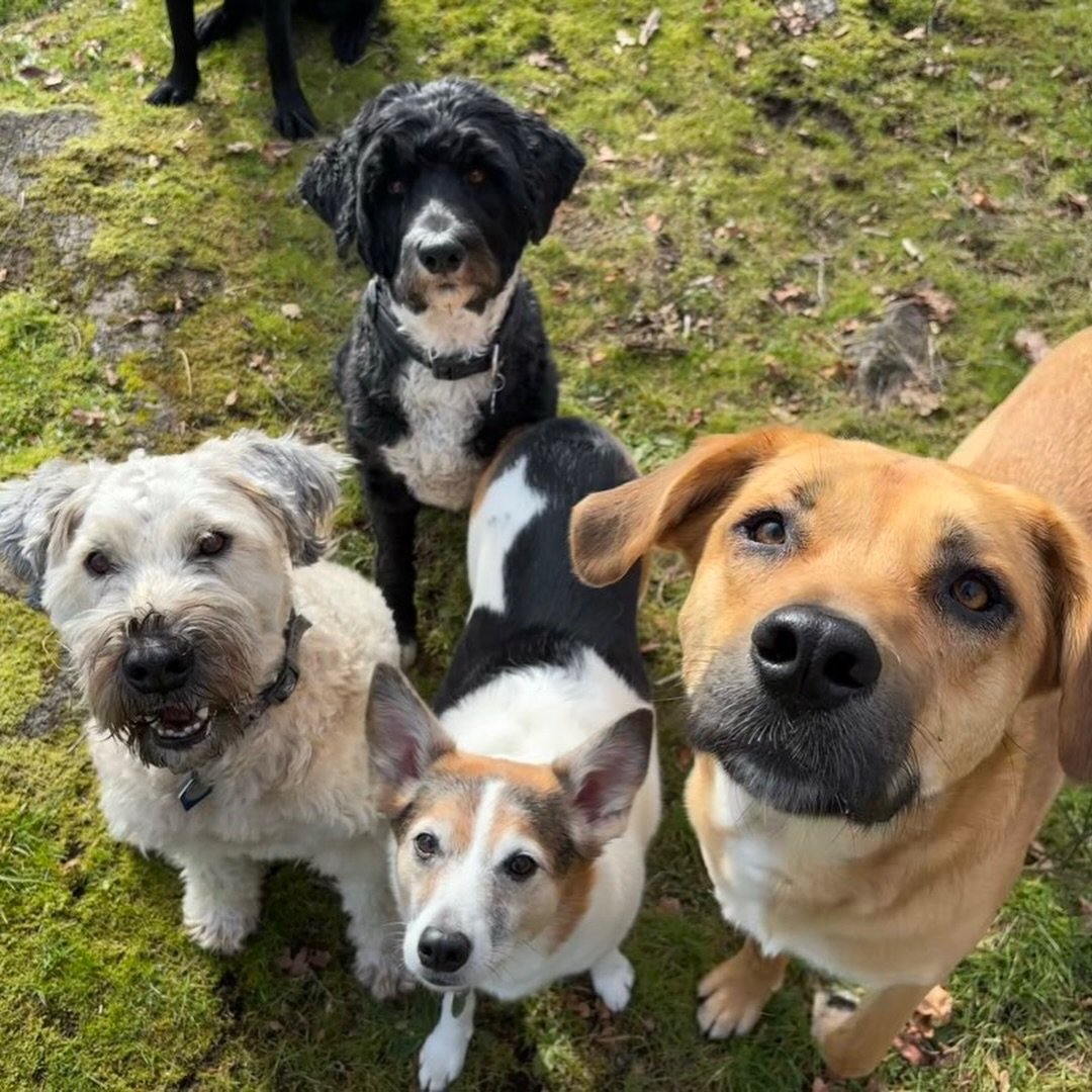 We&rsquo;ve been hitting the trails hard this week 💪🏼

Our main goal? Every dog goes home happy and TIRED!