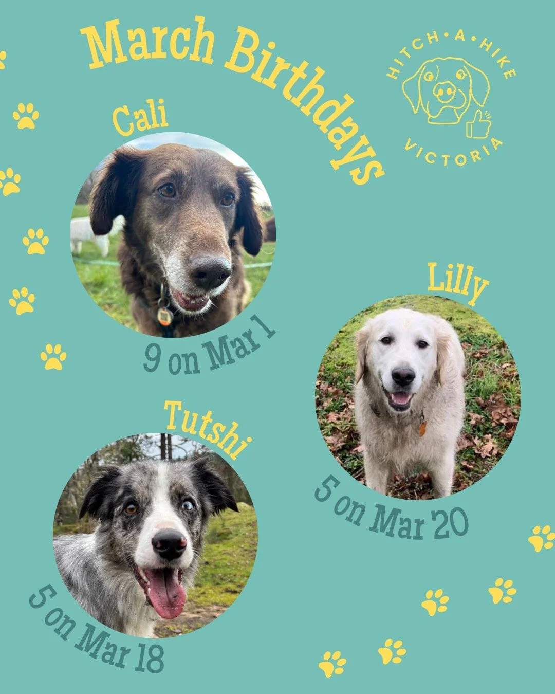 Suddenly it's March! Were you ready for it?

A big happy birthday to our March puppies Cali, Lilly and Tutshi! 🎉

Shoutout to @petpocketbook for making it easy to customize each pets profile. You can add their birthday or gotcha day so we can celebr