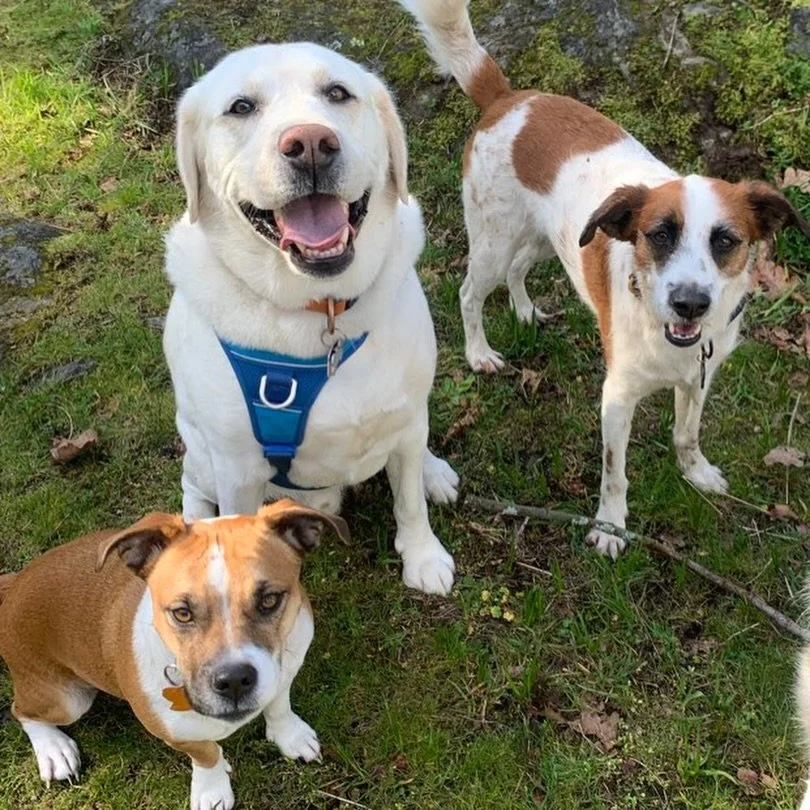 To quote @weratedogs: the dogs were good again this week! ⭐️⭐️⭐️⭐️⭐️